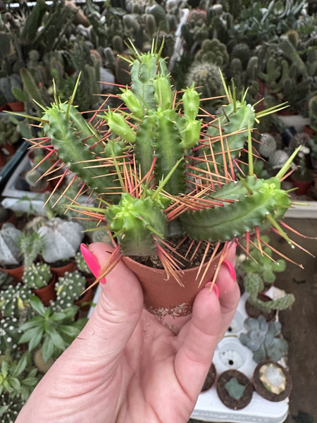Euphorbia enopla 'Gold Spina'