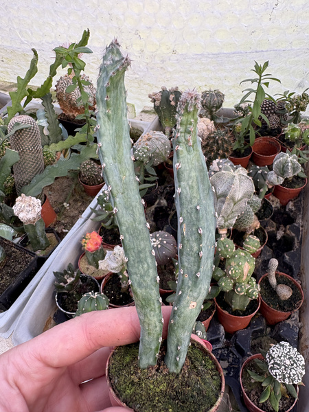 Monvillea spegazzini