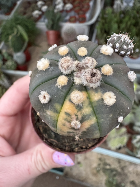 Astrophytum asterias 'Variegata'