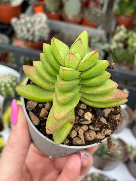 CRASSULA BENJAMIN