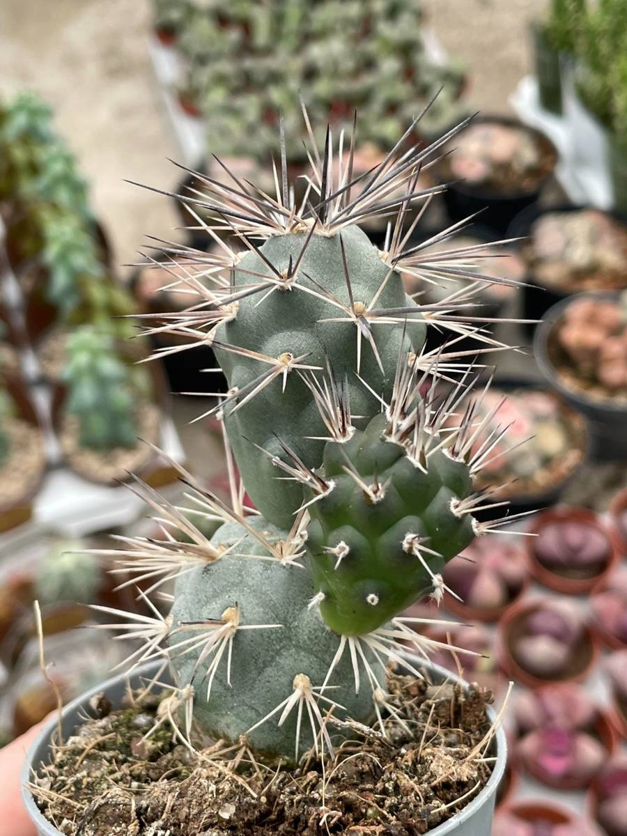 Tephrocactus Alexanderi Cactuses Tephrocactus Kaktusy Sukulenty