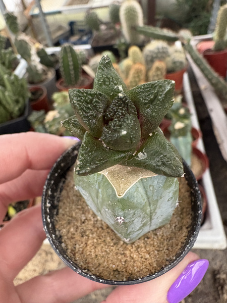 Ariocarpus fissuratus v.hintonii