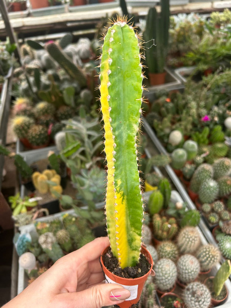 Cereus peruvianus 'Variegata'