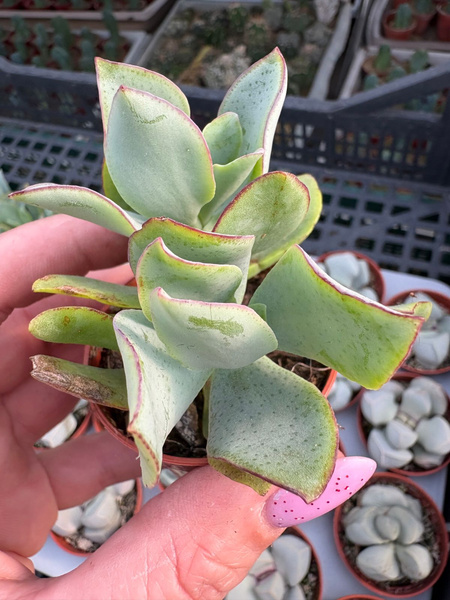 Crassula arborescens 'Krul'