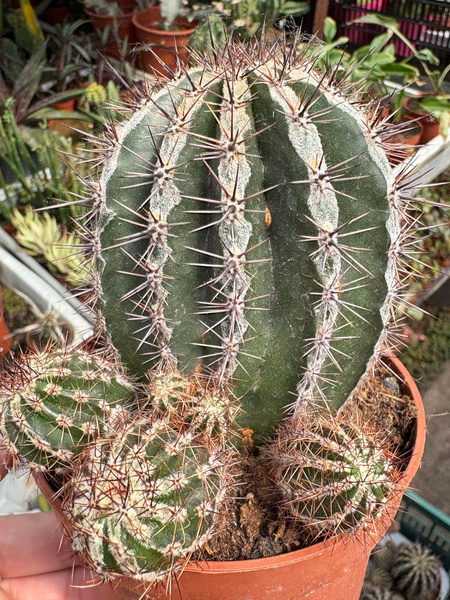 Echinopsis multiplex 'Haku Jo'
