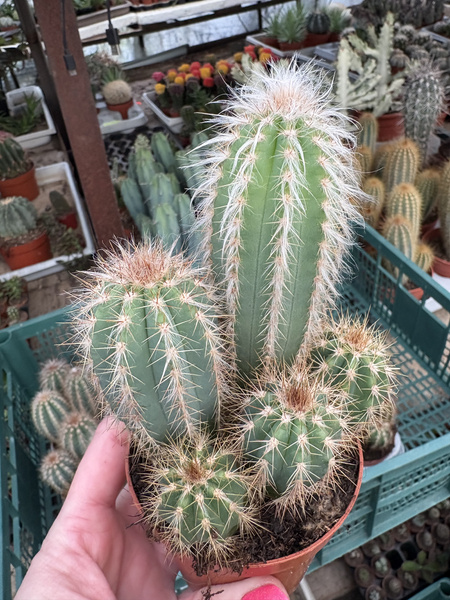 Pilosocereus odilesis