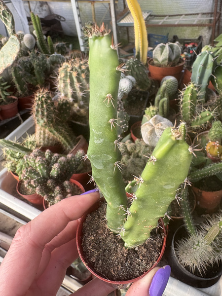 Eriocereus pomanensis 2 żebra