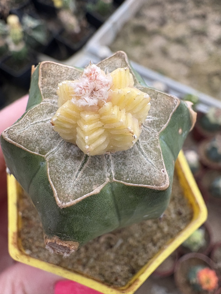 Aztekium valdezii 'Variegata'