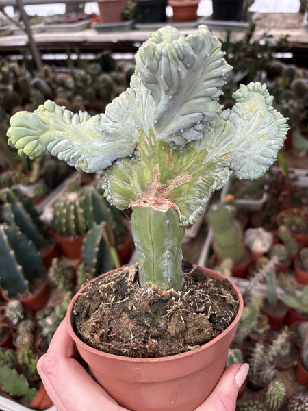 Myrtillocactus geometrizans 'Cristata'