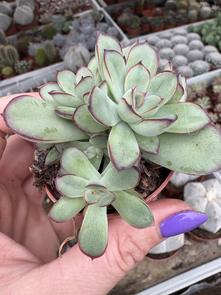 Echeveria pulidonis E.walther 'Prolifera'