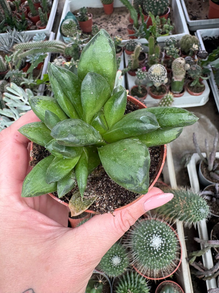Haworthia sp.
