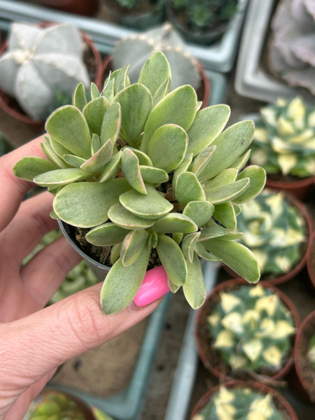 Crassula atropurpurea v.muirii 'Variegata' (Moneymaker)