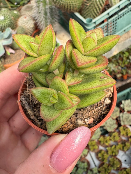 Crassula rupestris 'High Voltage'