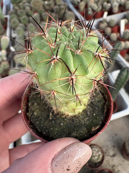 Lobivia jajoiana v.nigrostoma