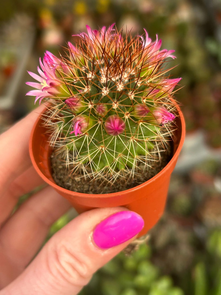 Mammillaria backebergiana subsp. ernestii