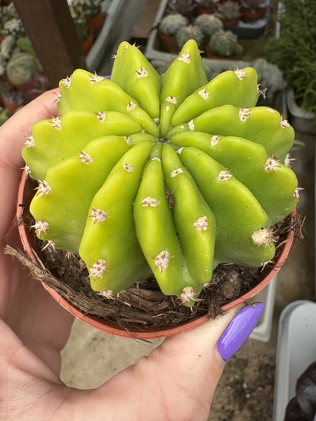 Echinopsis oxygona 'Variegata'