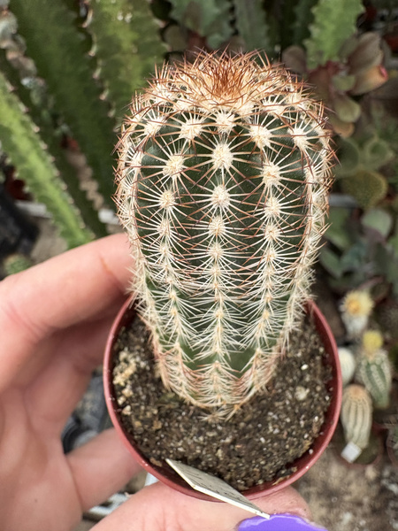 Echinocereus reichenbachii v.baileyi
