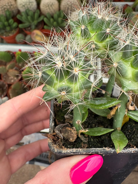 Dolichothele zephyranthoides