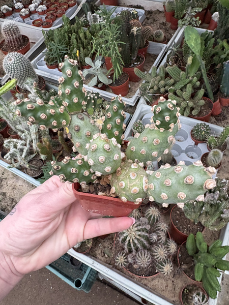 Tephrocactus molinensis