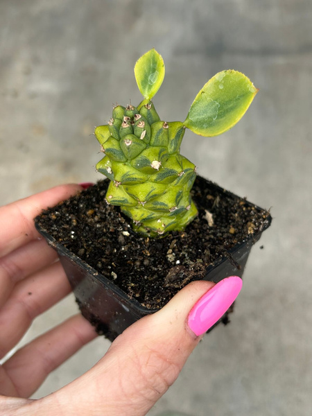 Monadenium ritchiei KAUDEKS 'Variegata'