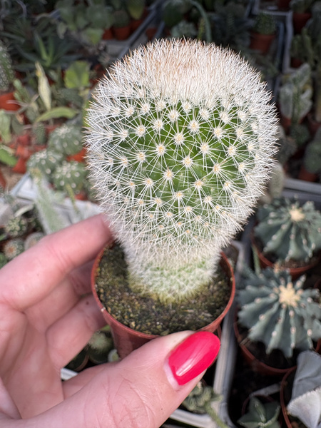 Mammillaria pilcayensis
