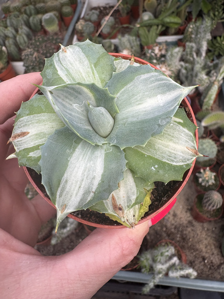 Agave potatorum v. verschaffeltii cv. shoji raijin Mediopicta