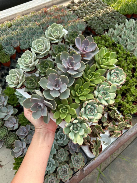 Set of MIX Echeveria in pots 5.5 cm in diameter