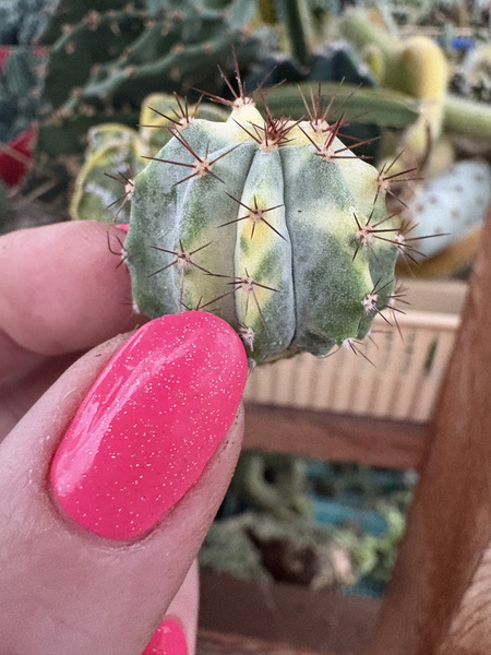 Lemaireocereus griseus 'Variegata'