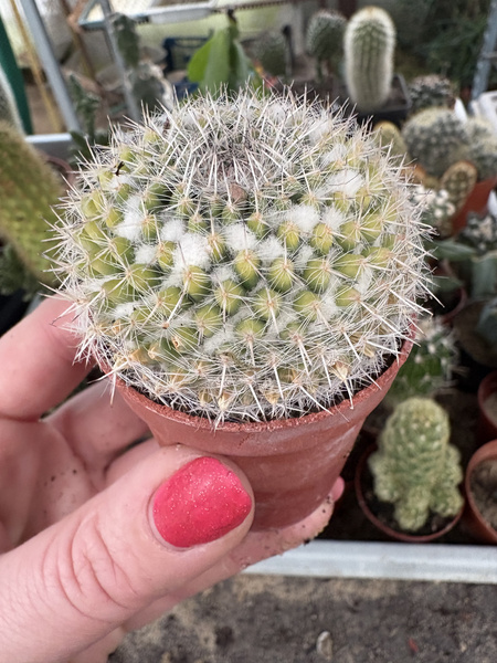 Mammillaria woodsii 'Variegata'