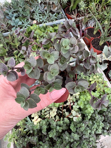 Callisia repens 'Turtle'  Smużyna