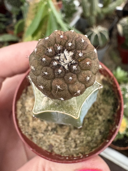 Copiapoa hypogaea var. barquitensis 'Lizard Skin'