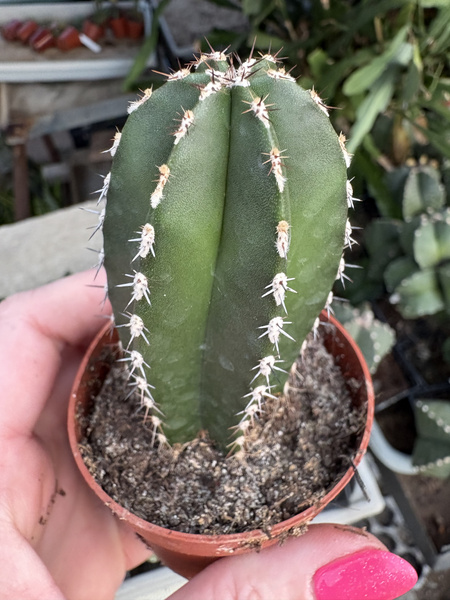 Marginatocereus marginatus