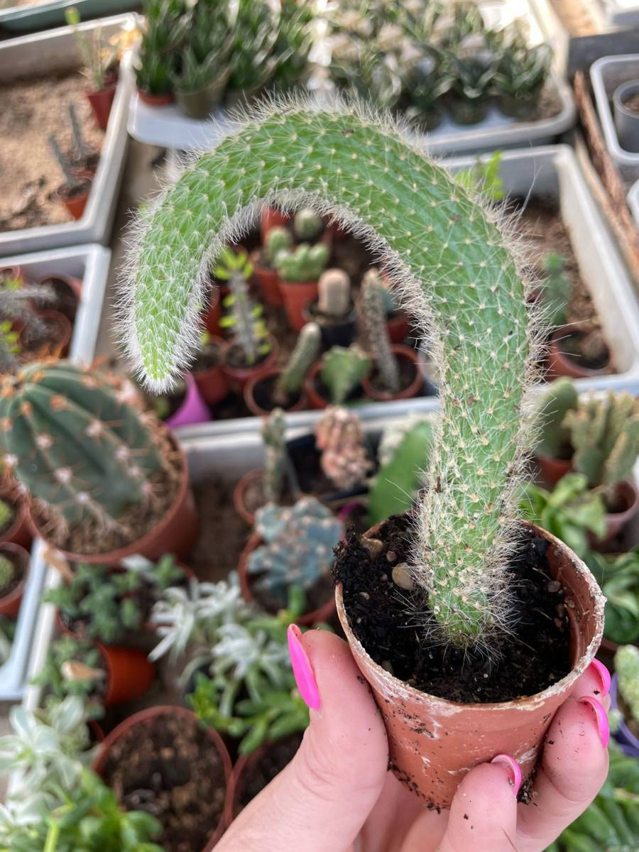 Monkey Tail - Hildewintera Colademononis - Beautiful In Hanging Baskets - Foto 7