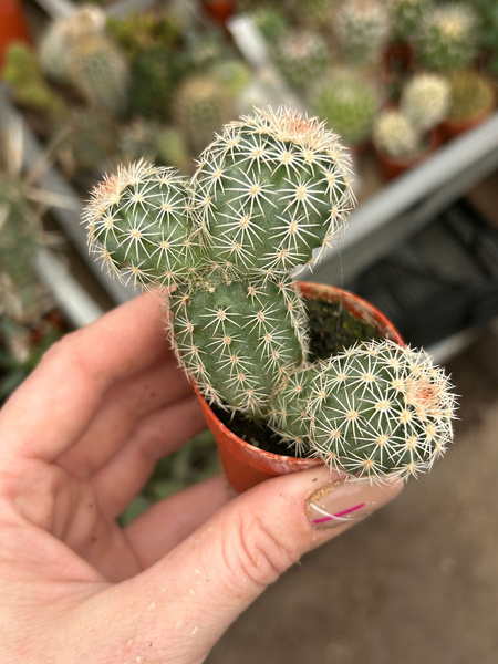 Echinocereus dasyacanthus