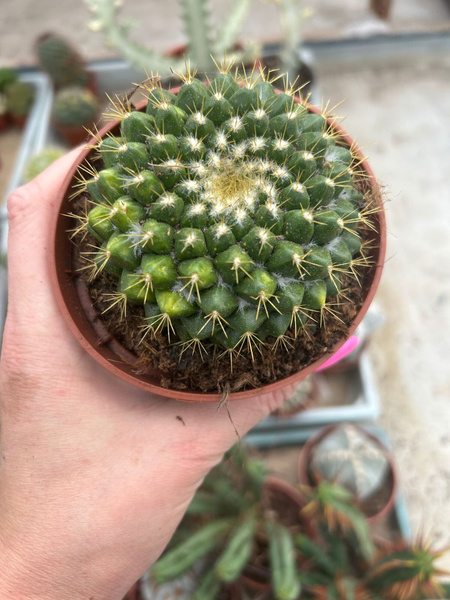 Mammillaria marksiana 'Variegata'