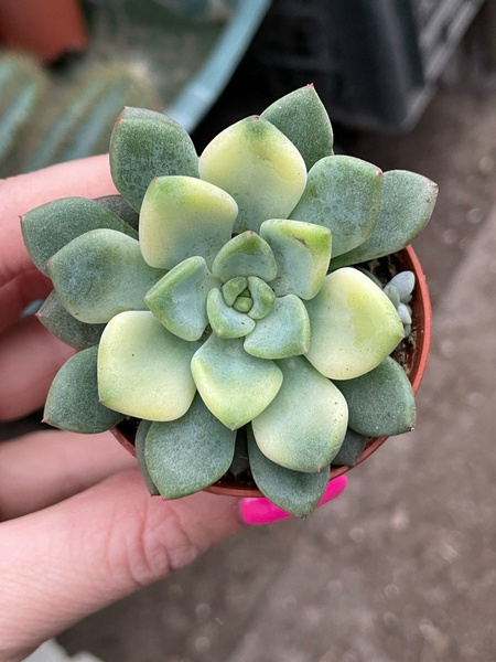 Pachyveria 'Variegata'
