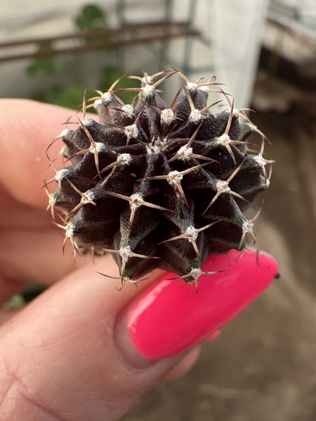 Gymnocalycium friedrichii lb 2178 'Purple' RARE!