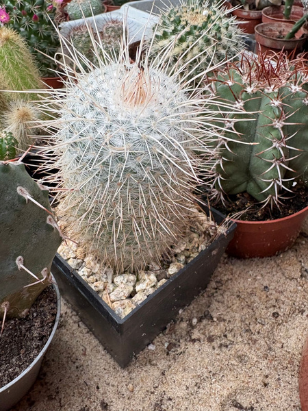 Mammillaria geminispina v.nobilis