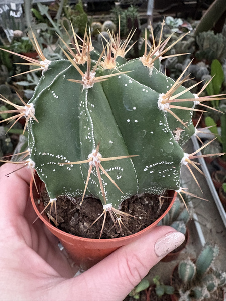 Astrophytum ornatum