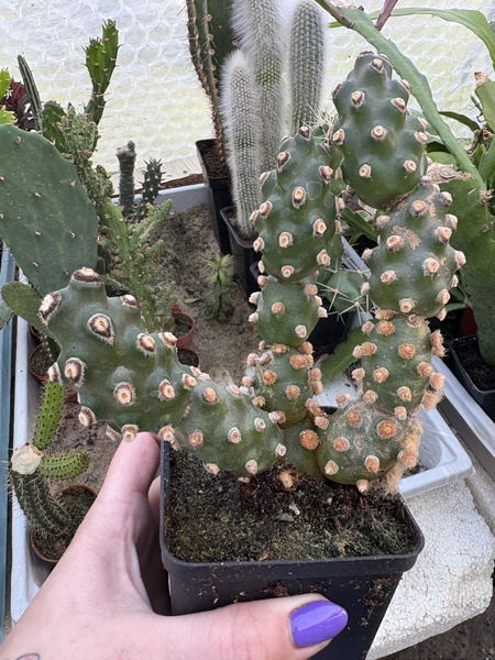 Tephrocactus molinensis