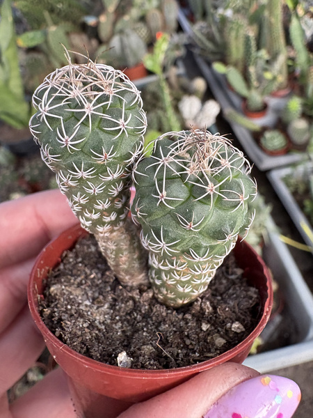 Turbinicarpus pseudomacrochele