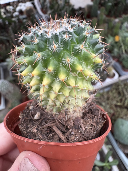Mammillaria sempervivi 'Variegata'