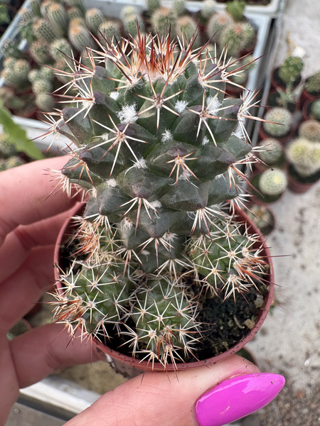 Mammillaria collinsii v.tehuantepec