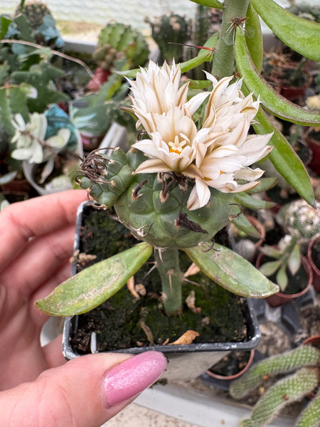 Turbinicarpus klinkerianus