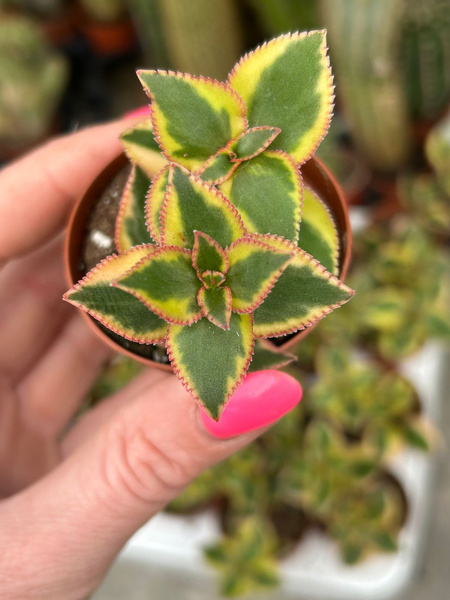 Crassula sarmentosa 'Comet Varegata'