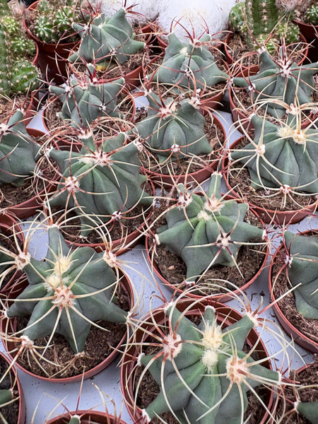 Ferocactus histrix