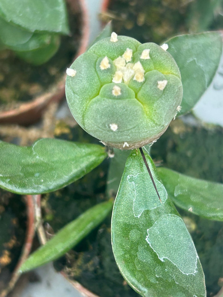 Lophophora diagonalis NEW!