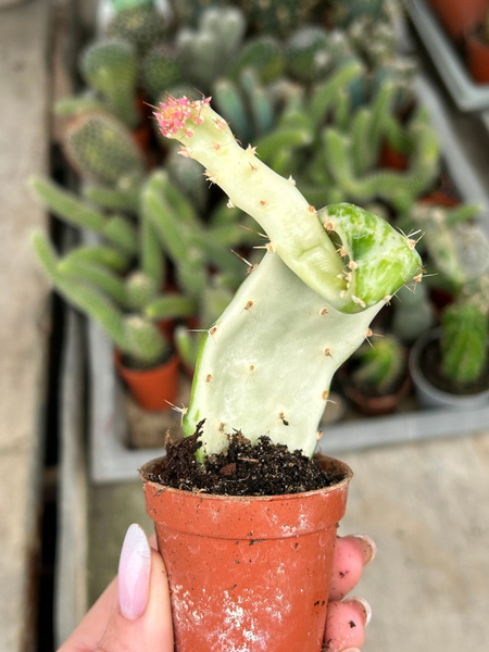 Opuntia monacantha 'Variegated Monstruosa Joseph's Coat' selected