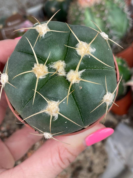 Gymnocalycium horstii