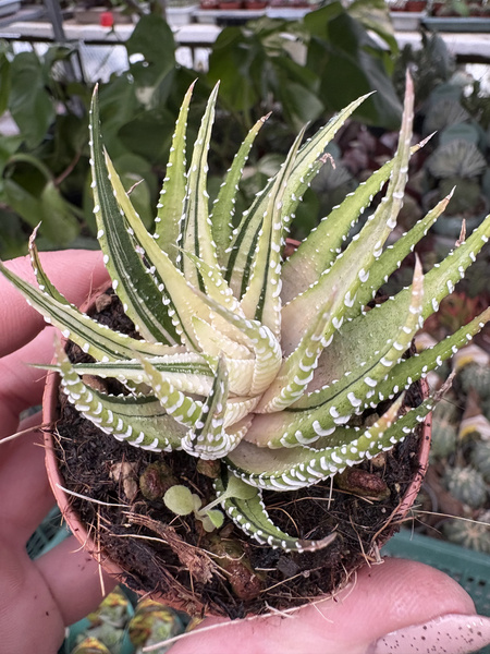Haworthia fasciata 'Aurea Variegata'